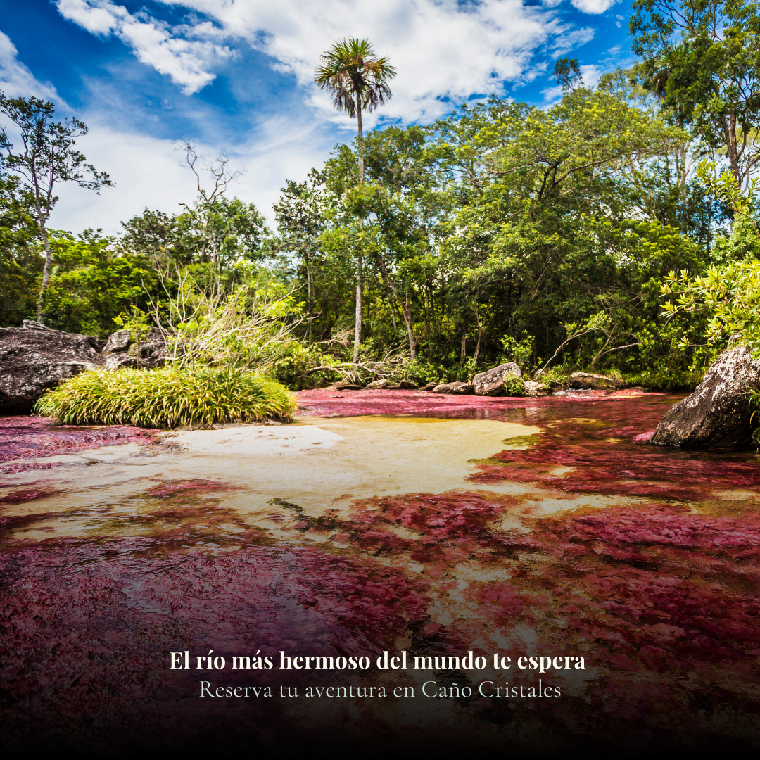 CAÑO CRISTALES