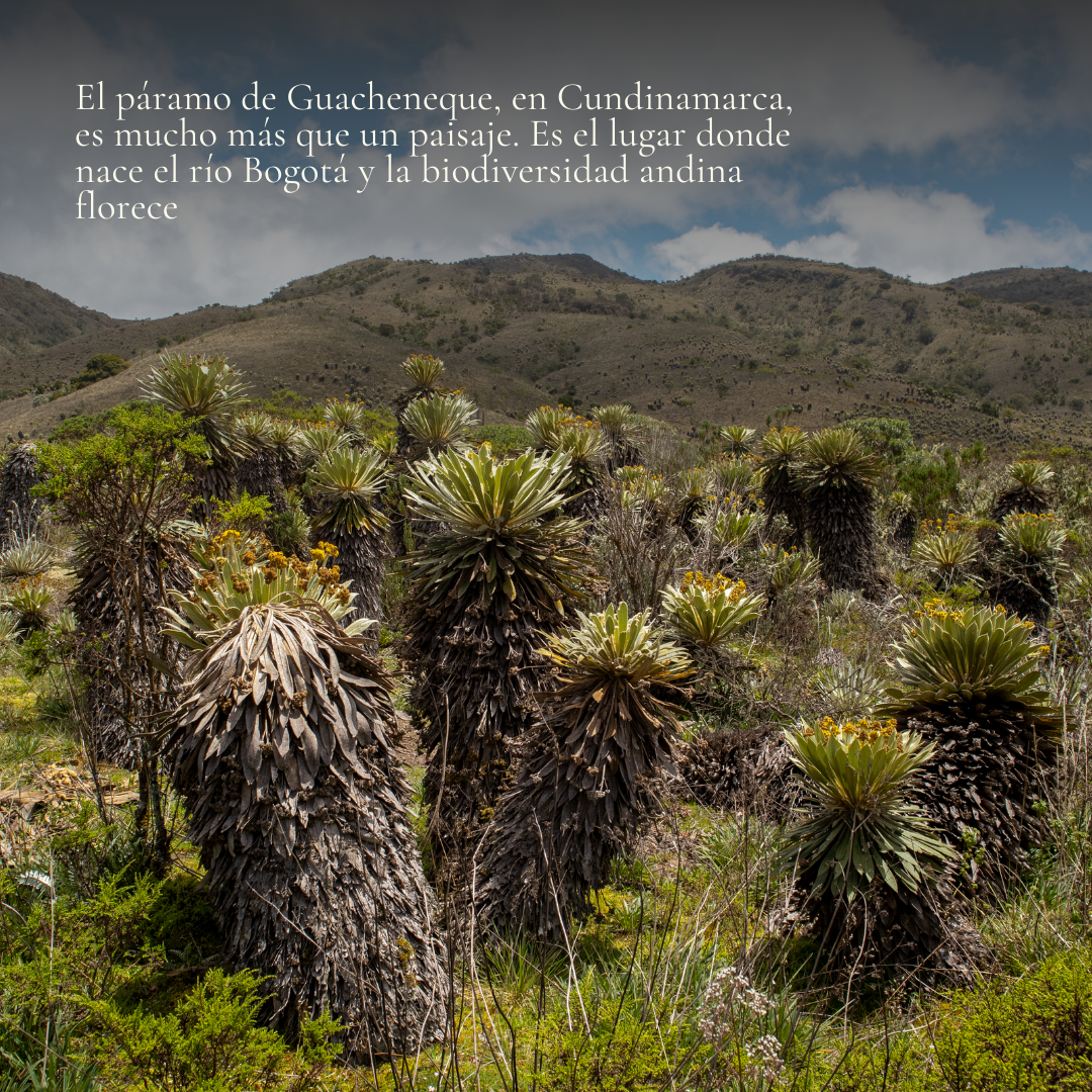 Páramo de Guacheneque