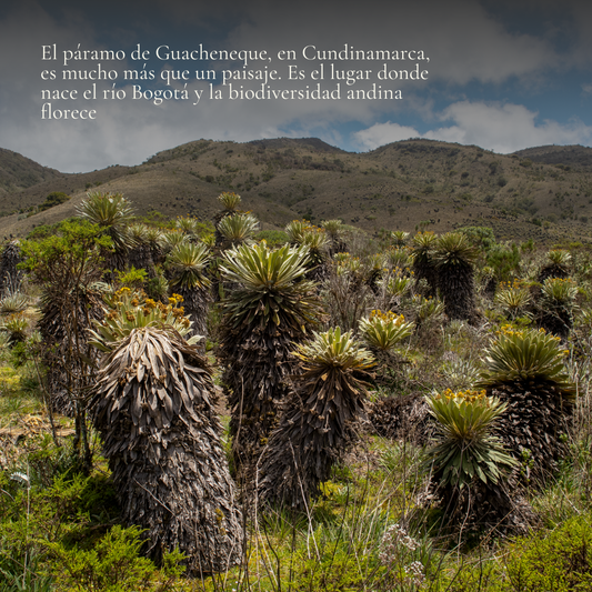 Páramo de Guacheneque